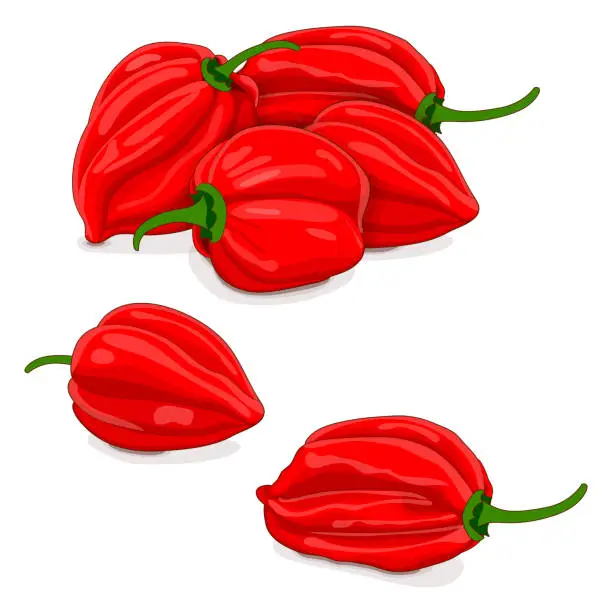 Vector illustration of Group of red habanero chili peppers. Capsicum chinense. Hot chili pepper. Fresh organic vegetables. Cartoon style. Vector illustration isolated on white background.