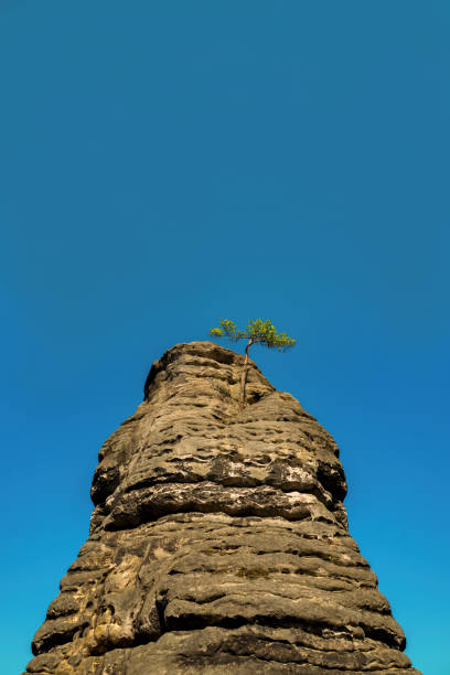 Lonely tree growing on top of a mountain