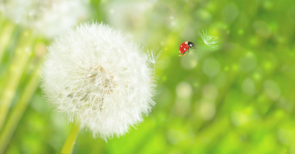 Dreamy dandelions blowball flowers, seeds fly in the wind and ladybug against sunlight. Pastel golden toned. Macro with soft focus. Delicate transparent airy elegant artistic image of spring. Nature greeting card background.