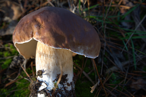 A selective focus shot of a white mushroom on a pine thornies ground in a forest