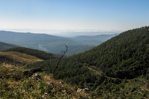 The mountains of the Escarpment in the Kaapschehoop region of Mpumalanga, South Africa, covered in commercial pine plantations. Commercial Pine Plantations, mostly for the paper industry, were planted along the eastern Escarpment of South Africa, to compensate for the gold fields which ran dry in the 19th Century.