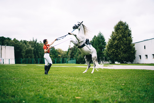 Caucasian female tamer training favourite stallion horse during weekend in country club for stunt dressage animals, young woman rider dressed in trendy clothing spending day with mare champion