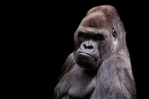 Adult male gorilla silverback on black background. Nice Portrait of a Gorilla