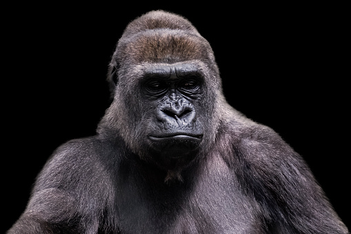 Adult male gorilla silverback on black background. Nice Portrait of a Gorilla