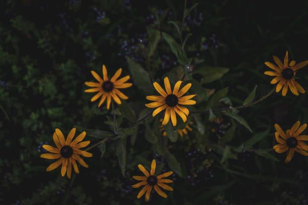 istock Black Eyed Susan 1436137236
