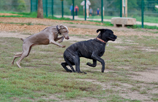 2 funny young dogs playing tag in an off leash dog park near the city of Lyon, France. There is a weimaraner and a cane corso.