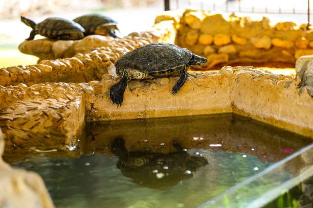 istock Group of turtle inside the zoo 1436137977