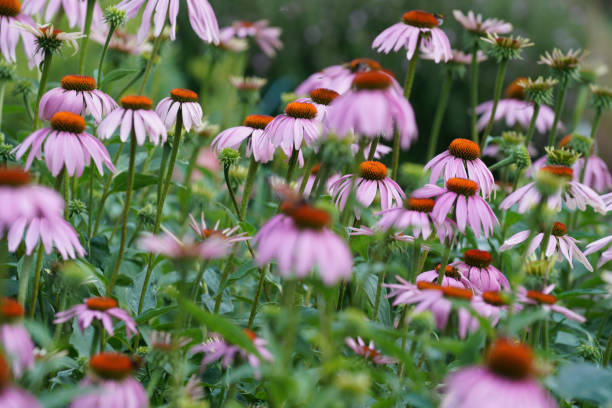 istock Meadow with lots of greenery 1436139521
