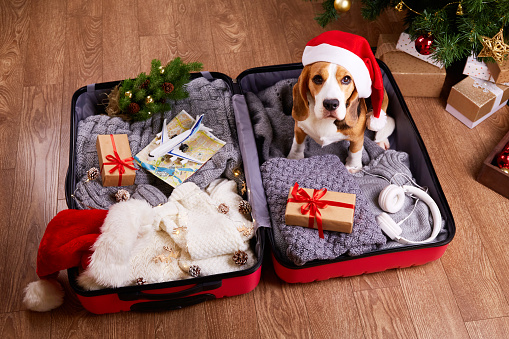 A beagle dog in a Santa Claus hat in a suitcase with clothes and gifts, packing luggage,preparing for a trip for the Christmas holidays. Travel concept.