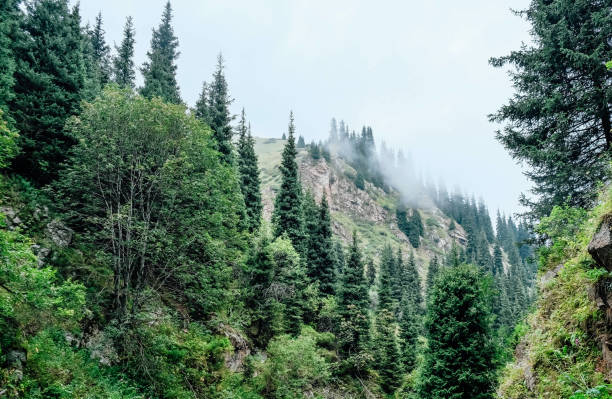 istock Magic forest in mountains. Landscape nature panorama. 1436140638