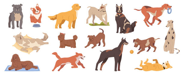 ilustrações de stock, clip art, desenhos animados e ícones de puppies and grown dogs life, isolated canine animals with smooth fur playing and being active. lifestyle of domestic pets at home. vector in flat style - beautiful friendship wildlife nature