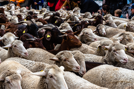 Madrid, Spain - October 23, 2022: Flock of sheep walking along the Paseo de la Castellana during the Transhumance Festival