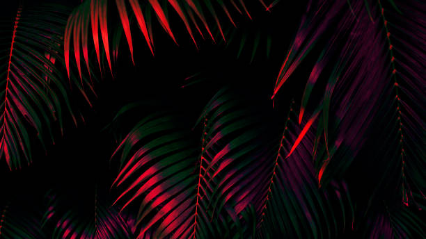 istock Tropical palm leaf, forest nature background, dark color toned 1436144948