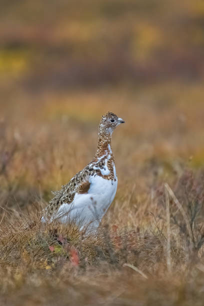 istock Willow Ptarmigan, birds in the tundra 1436145086