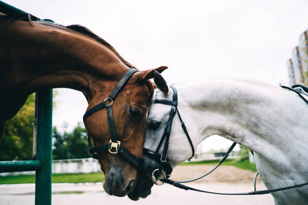 Side view of chestnut mare and grey stallion in bridle and reins standing together while sniffing each other and cuddling