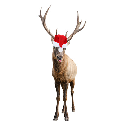 Funny Red deer with huge horns in Christmas or Santa hat isolated on white background. Deer is new year symbol