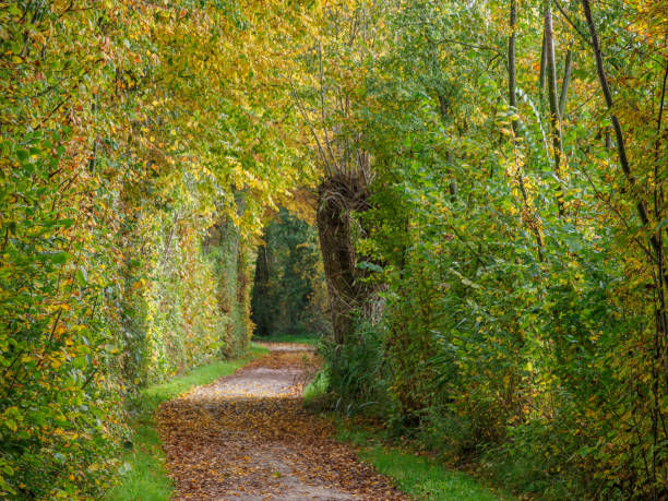 istock Autumn time at a river in the german muensterland 1436146576