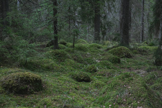 istock green forest trees and ground covered with green moss 1436147300
