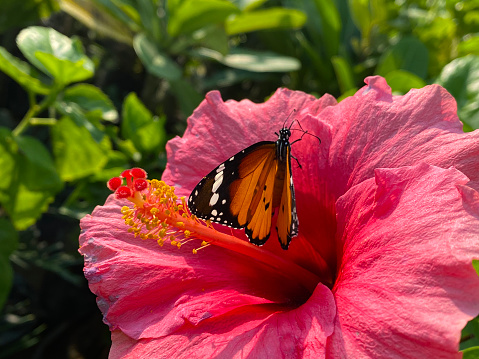 Stock photo showing plain tiger butterfly (Danaus chrysippus) settled on pretty hibiscus flower, petals and detail on stamen with pollen growing in summer garden.