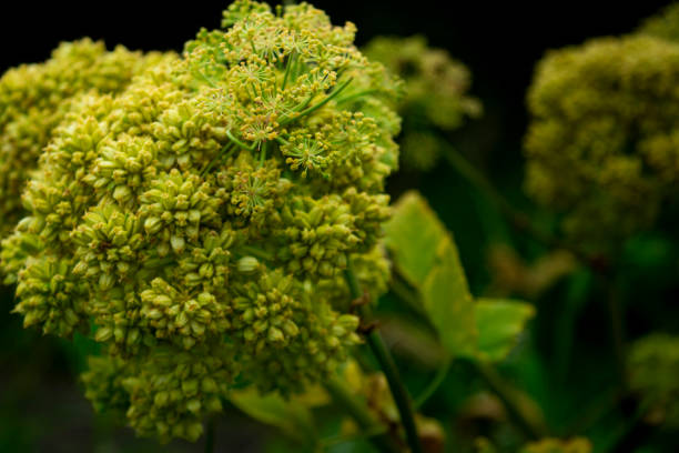 plante angelica archangelica, islande - angelica herb plant organic photos et images de collection