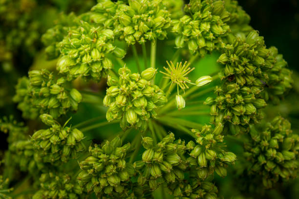 plante angelica archangelica, islande - angelica herb plant organic photos et images de collection