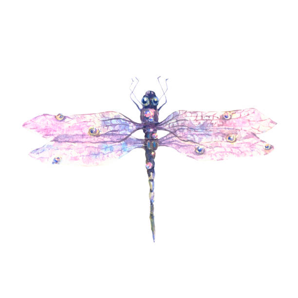 istock Hand drawn watercolor illustration of purple dragonfly isolated on white background. 1436150471