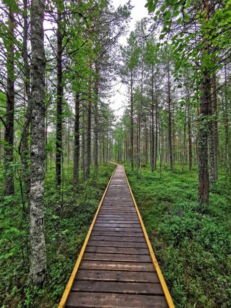 istock Wooden walkway through the forest 1436150795
