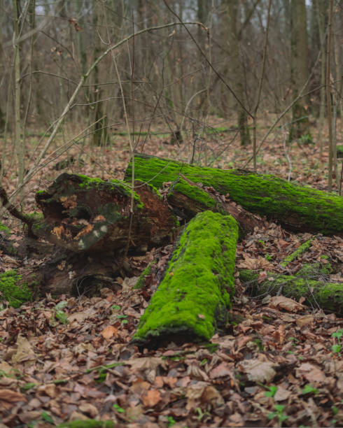 istock fallen tree trunks covered with green moss in cold autumn forest wih foliage on the ground 1436150927