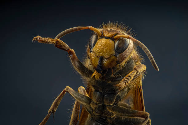 istock Extreme sharp and detailed study of wasp head 1436153467