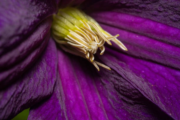 Soft abstract image of beautiful variegated purple tulip. Macro with extremely shallow dof.