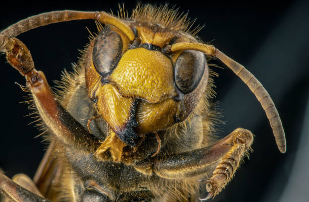 istock Extreme sharp and detailed study of wasp head 1436153493