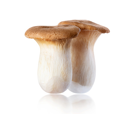 Two Royal oyster mushrooms (Pleurotus eryngii) isolated on a white background