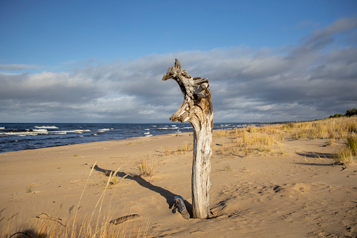Dead tree on the beach at Baltic sea. Latvia