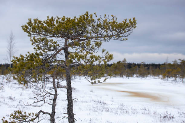 Bog hiking trail in Kemeri National Park. Landscape with snow-covered wooden boardwalk