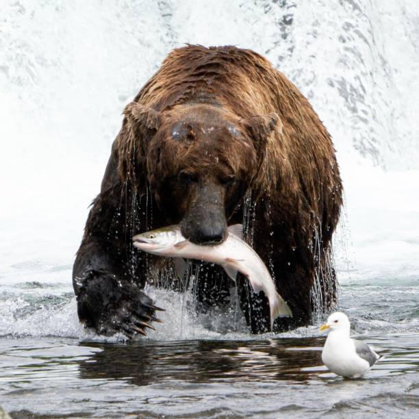 Bear Claw Breakfast "Bear Claw Breakfast" brown bear catching salmon stock pictures, royalty-free photos & images