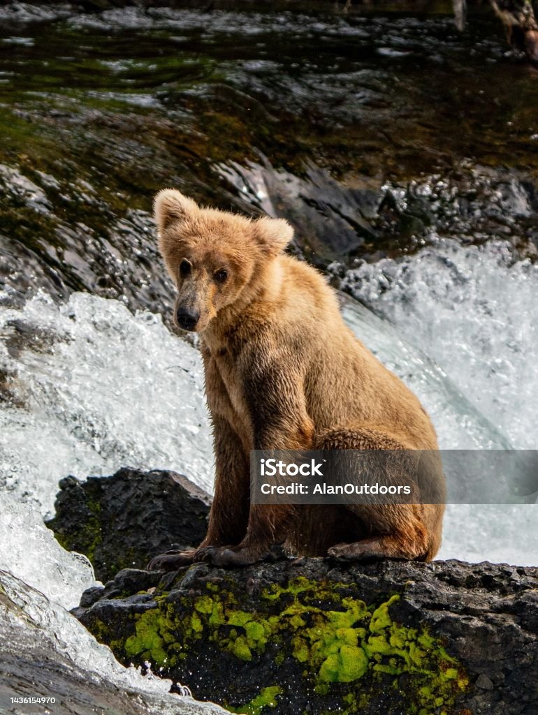 Brown Bear yearling Yearling Brown Bear observes mom’s moves to feed at Brooks Falls Brown Bear Stock Photo