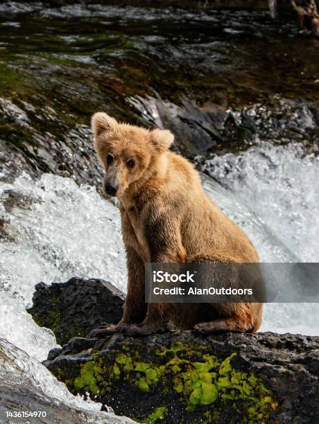 Brown Bear Yearling Stock Photo - Download Image Now - Brown Bear, Alaska - US State, Animal