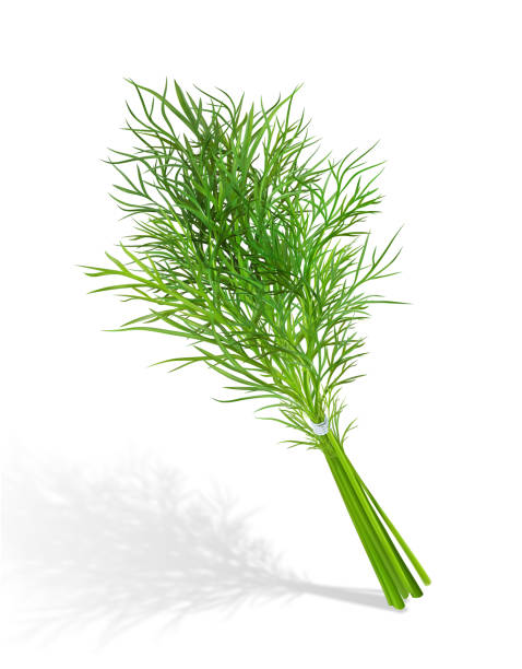 illustrations, cliparts, dessins animés et icônes de rvb - fennel ingredient vegetable isolated on white