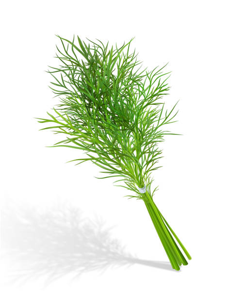 illustrazioni stock, clip art, cartoni animati e icone di tendenza di rgb - fennel ingredient vegetable isolated on white