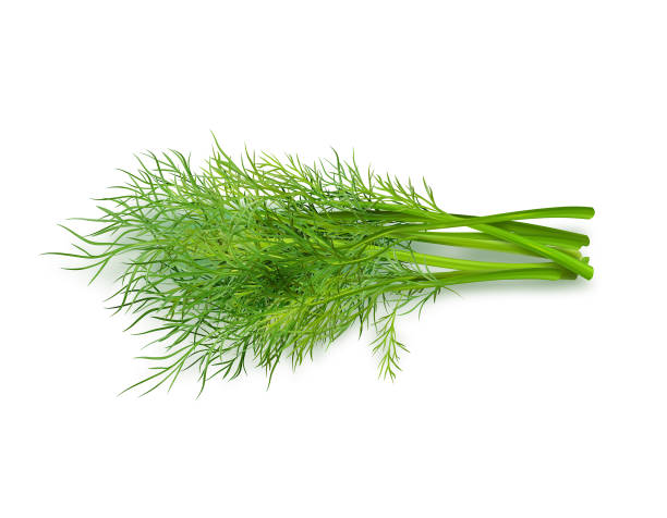 rgb - fennel seed spice white background stock illustrations