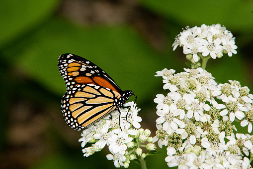 A monarch butterfly, Danaus plexippus, extracts nectar from frostweed blossoms, Verbesina virginica, at John D. MacArthur Beach State Park in N. Palm Beach, Florida.  Frostweed is also known as white crownbeard. iceplant, or iceweed.