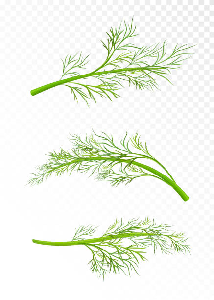 illustrations, cliparts, dessins animés et icônes de rvb - fennel white background single object vegetable