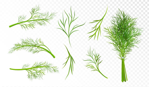 illustrations, cliparts, dessins animés et icônes de rvb - fennel white background single object vegetable