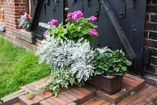 Garden plants and flowers to the pot: Cineraria, Ashy ragwort, Pelargonium.