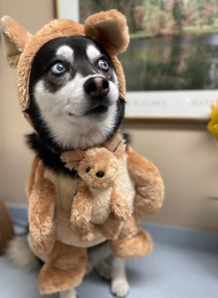 istock Halloween Alaskan Klee Kai Mini Husky as Kangaroo with Joey 2 1436160830