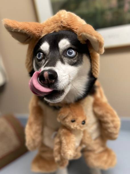 Alaskan Klee Kai Mini Husky in Kangaroo Custom 4