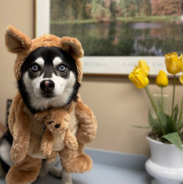 istock Halloween Alaskan Klee Kai Mini Husky as Kangaroo with Joey 1 1436160849