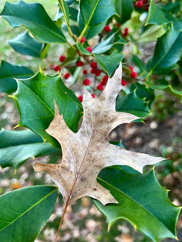 Oak leaf on Holly Branch