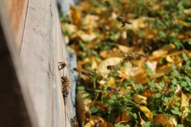 istock Honey bees on the wooden wall 1436164236