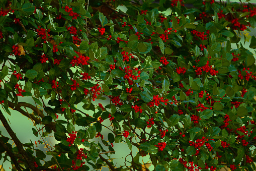 The field of view is filled with spiked, deep green holly leaes and 100s of bright red berries.